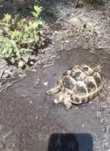 Sıcaktan etkilenen kaplumbağaya hayat kurtaran müdahale
