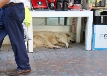 Sıcaktan yorgun düşen sevimli köpek masa altına sığındı
