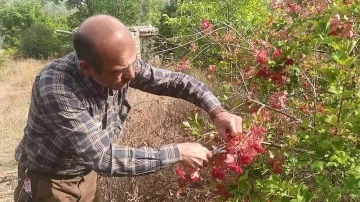 Şifa deposu Gilaburu hasadı başladı
