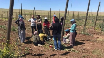 Siirt’te kadınlara kooperatifçilik eğitimi
