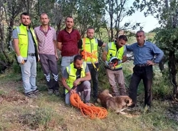 Siirt’te kuyuya düşen çoban köpeği, ERKUT ekipleri tarafından kurtarıldı
