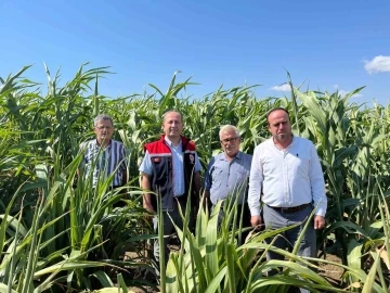 Silajlık Sorgum Projesi: Tekirdağ’da kuraklığa karşı tarımsal yenilikler incelendi
