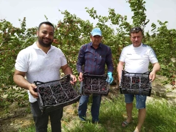 Silifke’de açıkta hasadı yapılan karadut, üreticinin yüzünü güldürüyor
