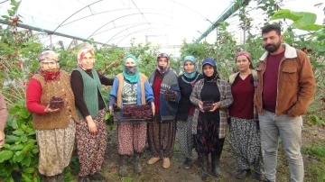 Silifke’de yılın ilk karadut hasadı yapıldı: Kilosu 110 TL
