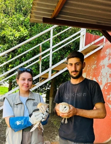 Silopi’de yaralı bulunan peçeli baykuş tedavi altına alındı
