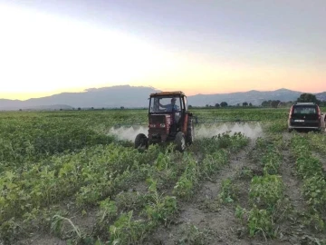 Simav’da ayçiçeği zararlısı &quot;çayır tırtılı&quot; ile mücadele çalışmaları
