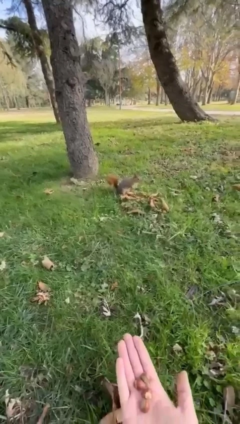 Sincabı kendi elleriyle böyle besledi
