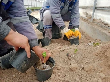 Sincan’da bitkiler budanıyor, seralarda çelik alma ile üretim yapılıyor
