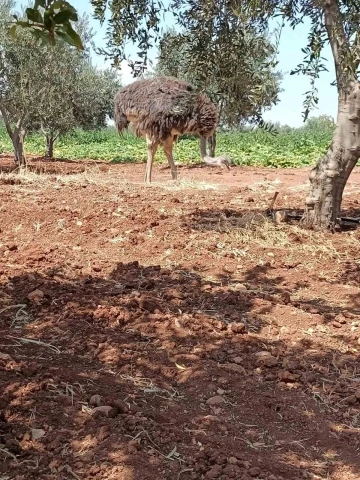 Sınırdan bu defa deve kuşu geçti
