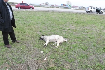 Sinop’ta aracın çarptığı köpek telef oldu
