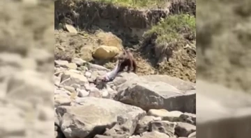 Sinop’ta ayı, ölü yunusu götürürken görüntülendi

