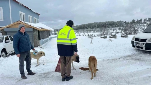 Sinop’ta evcil ve yabani hayvanlara yem desteği
