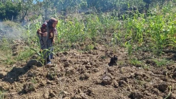 Sinop’ta kuru otları tutuşturan vatandaş az daha köyü yakıyordu
