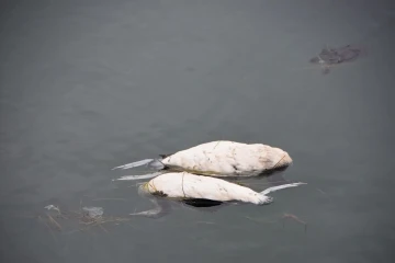 Sinop’taki kara gerdanlı dalgıç kuşu ölümleri
