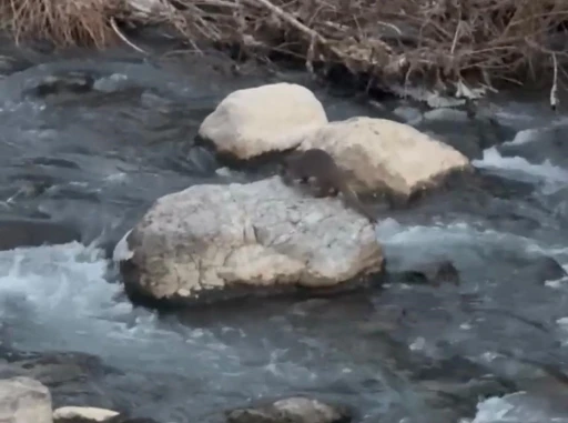 Şırnak’ta balık avlayan su samuru görüntülendi
