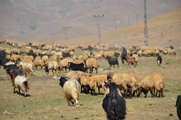 Şırnak’ta göçerler yayla yolunda
