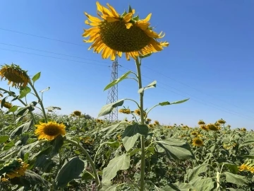 Şırnak’ta ilk kez ayçiçeği ekimi yapıldı
