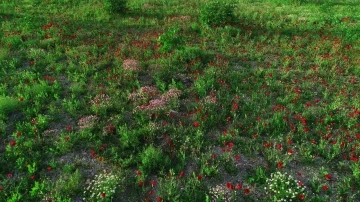 Şırnak’ta tarlalar kırmızıya boyandı, fotoğrafçılar için doğal stüdyo oldu
