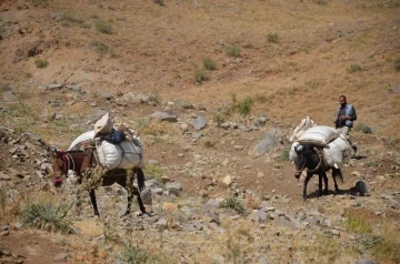 Şırnak’ta yaylalarda toplanan ’heliz otu’ at sırtında beldeye indiriliyor
