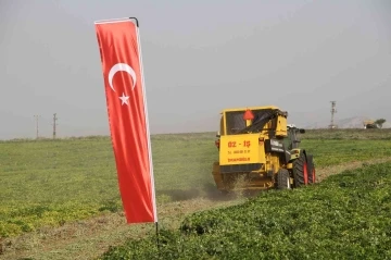 Şırnak’ta yerfıstığı hasadı şenlikle başladı
