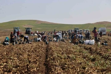 Sivas’ta patates hasadı başladı
