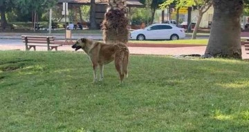 Siverek’te kuduz vakası, bir kişi hastaneye kaldırıldı