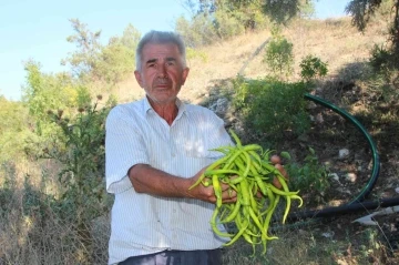 Sivri ve kıl biber üreticisi bu sene fiyatlardan memnun
