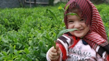 Siyah çayın faydaları ve zararları nelerdir? Fazla çay içmenin zararları?