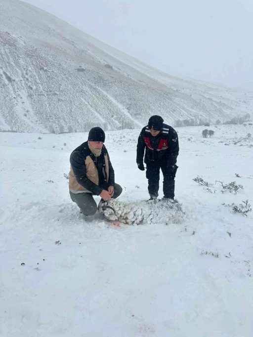 Soğuk ve tipi nedeniyle 200 küçükbaş dağda telef oldu
