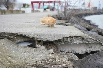Soğuktan üşüyen kedilere kayalıklar yuva oldu
