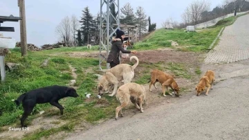 Sokak hayvanlarını 5 yıldır gönüllü besliyor
