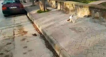 Sokak kedisi önündeki fareyi izlemekle yetindi
