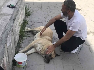 Sokak köpeği ’Kocakız’ için vatandaşlar seferber oldu
