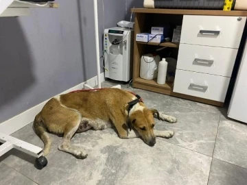 Sokak köpeğindeki 1 kilo 150 gramlık tümör ameliyatla alındı