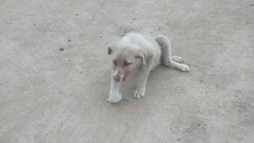 Sokakta bulunan yaralı köpek tedavi altına alındı
