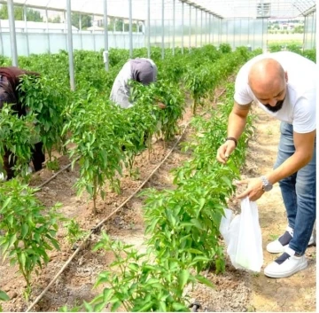 Solucan gübresiyle üretilen ürünlerin hasadına başlandı
