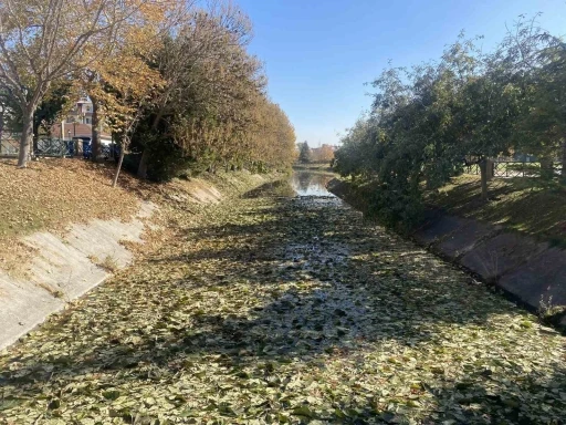 Sonbaharda dökülen yapraklar Porsuk Çayı yüzeyini kapladı
