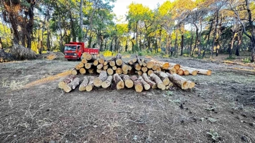 Sorgun Çamlığı’nda yanan ağaçlar kesildi
