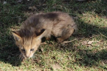 Soyu tehlike altındaki saz kedisi, Şırnak’ta görüldü
