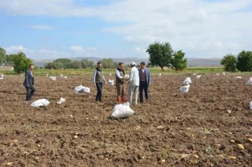 Şuhut’ta patates hasadı başladı
