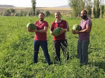 Sungurlu’da karpuz hasadı başladı
