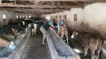 Sungurlu’da şap nedeniyle 15 köy karantinaya alındı
