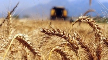 Tahıl krizi Türkiye'nin öncülüğünde aşılıyor! Bugün Dolmabahçe'de anlaşma imzalanacak