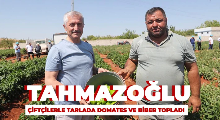 Tahmazoğlu, çiftçilerle tarlada domates ve biber topladı