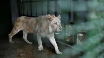 Tanzanya'da 12 yaşındaki aslan, genç aslanlar tarafından öldürüldü