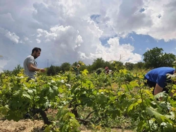 Tarım ekiplerinden hastalık ve zararlılara karşı etkin mücadele
