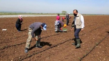 Tarım işçilerinin günlük ücreti arttı