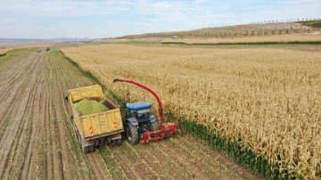 Tarım Kampüsü’nde yetiştirilen silajlık mısır hasadı yapıldı
