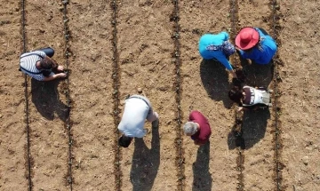 Tarım lisesi üretime geçti, ilk fideler toprakla buluştu
