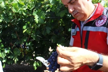 Tarım ve Orman Bakanı Kirişci 12. Uluslararası Kalecik Karası Üzüm Festivali’ne katıldı
